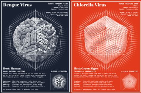 How A Biology Student Turned Images Of Deadly Viruses Into Art Vox