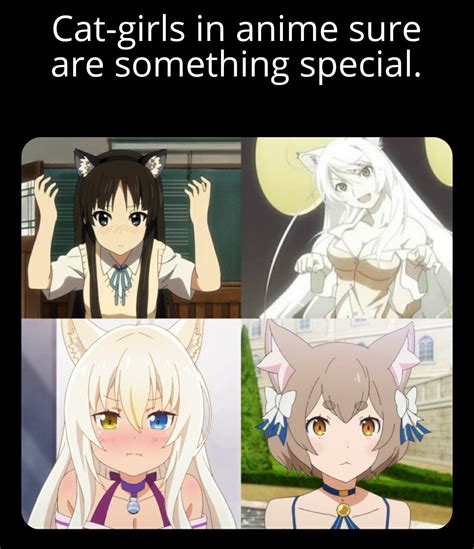 We All Need A Catgirl In Our Lives R Animemes