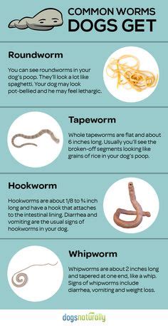 Vomiting and pain are often the first symptoms of a blockage. 60+ Best Dog Worms images in 2020 | worms in dogs, worms ...