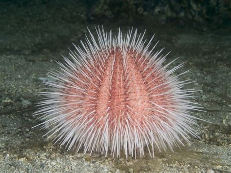 Common Sea Urchin Echinus Esculentus Beautiful Sea Creatures Sea