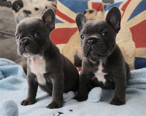 These puppies are tiny little treasures that will thrill their new homes with so much fun and joy because of. French Bulldog puppies available for sale #1 for Sale in ...