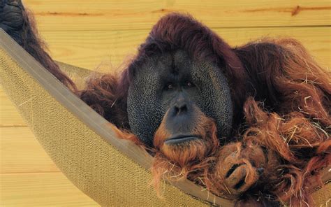 Orangutan Hd Wallpaper Background Image 2560x1600 Id
