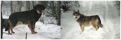 F1 Wolf Dog Hybrids From Wildlife Park Kadzidlowo Poland Gray Wolf