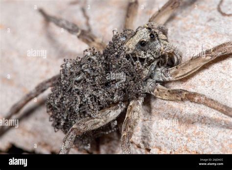 Wolf Spider Carrying Baby Spiders On Her Back Stock Photo Alamy