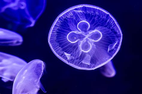 Moon Jellyfish Facts Habitat Diet Life Cycle Baby Pictures