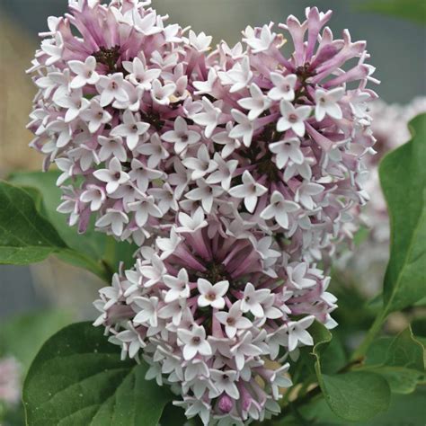 Typically the question is how much cold can the plant tolerate. Baby Kim Syringa | wholesale liners | - Spring Meadow Nursery