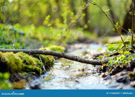 Small And Narrow Stream Winding Throught The Dense Forest On Early