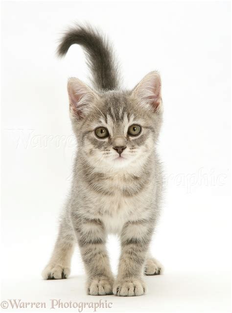 Grey Tabby Kitten Standing Photo Wp42576