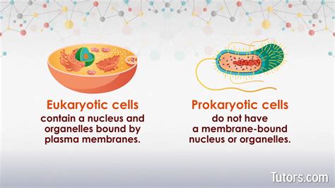 Prokaryotic Vs Eukaryotic Cells Similarities And 60 Off