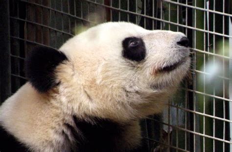 Su Lin Su Lin 4 12 Year Old Female Panda San Diego Zoo Flickr