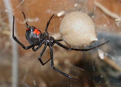There are species differences among the spiders that get called black widows in the usa. Latrodectus - Wiktionary