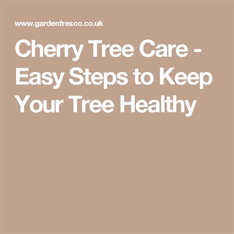 Cherry Tree Care Easy Steps To Keep Your Tree Healthy Tree Care