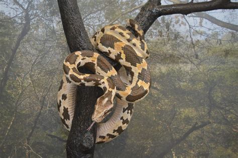 Serpiente Boa Constrictor Características Comida Tipos De Serpientes