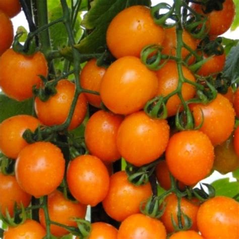 Jual 25 Benih Tomat Cherry Orange Golden Gem F1 Chery Buah Cerry Bulat