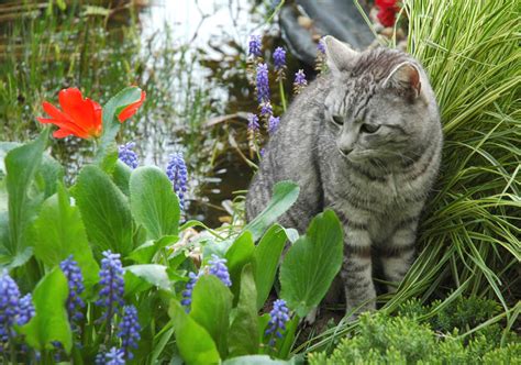Mieze Am Gartenteich Foto And Bild Tiere Haustiere Katzen Bilder