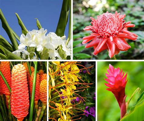 Hawaiian Flower Buying Guide From With Our Aloha