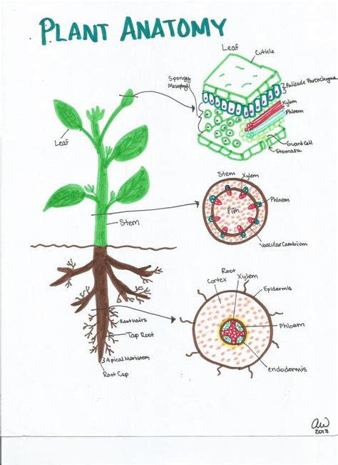 Plant Anatomy Biology Plants Plant Study Plant Physiology