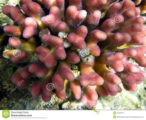 Pink Coral Reef Stock Image Image Of Life Macro Soft
