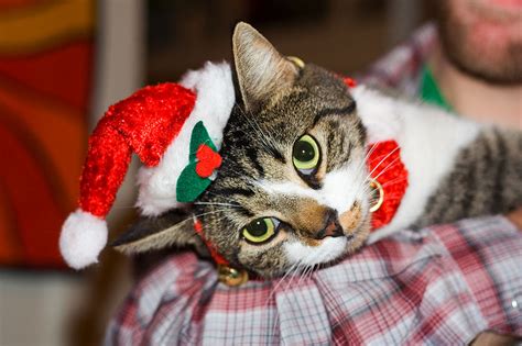 Cats And Christmas Festive Trouble With Felines A Celebration