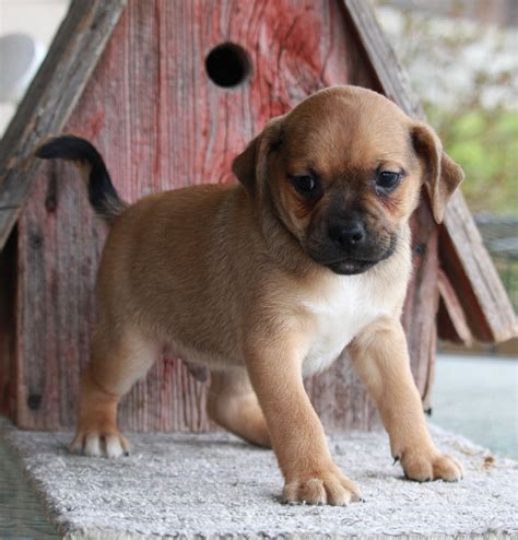 Puggle For Sale Sugarcreek Oh Male Ace Ac Puppies Llc