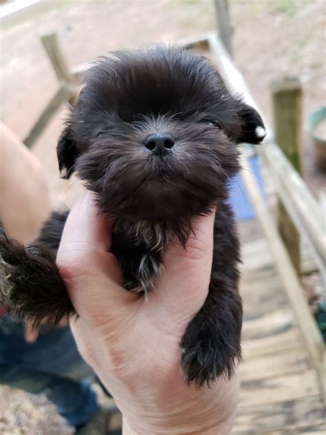 The pug is one of the oldest breeds and is a devoted, faithful and loving companion. Shih Tzu Puppies For Sale | Salisbury, NC #325521