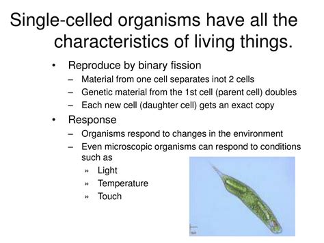 (b) schleiden and schwann formulat. PPT - Single-celled organisms have all the characteristics of living things. PowerPoint ...