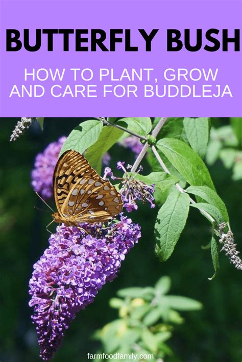 Butterfly Bush The Centerpiece Of Garden How To Plant And Care For