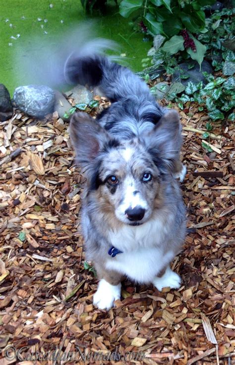 Also known as 'lethal whites,' double merles are prone to health issues. Pet Adventure Blog - Cascadian Nomads
