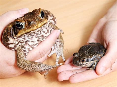 Australian Frogs Mistaken For Cane Toads Are Being Killed Daily Telegraph