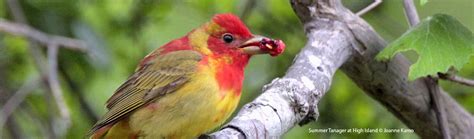 Summer Tanager Bird Gallery Houston Audubon