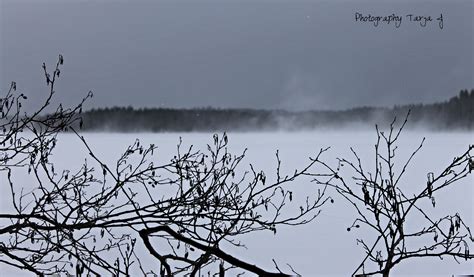 Wallpaper Water Tree Sky Branch Woody Plant Fog Mist Winter