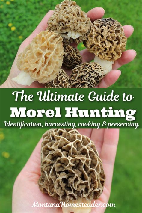 Morel Mushroom Hunting The Ultimate Guide