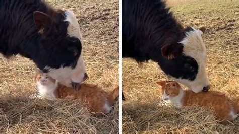 Incredibly Close Friendship Between Cat And Cow Youtube