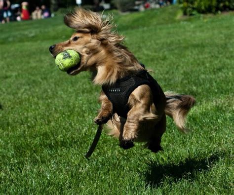20 Dogs That Have Totally Nailed Catching Stuff