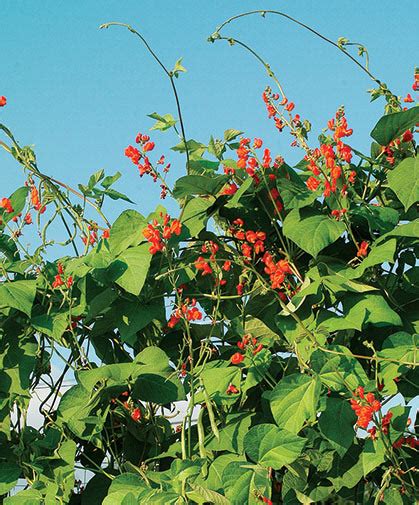 Scarlet Runner Bean Flowering Vine Growing Information Johnnys