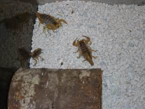 What are some types of organic scorpion control?