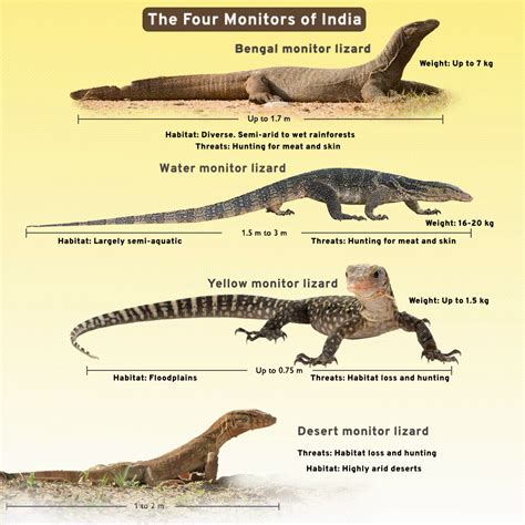 Types Of Monitor Lizards