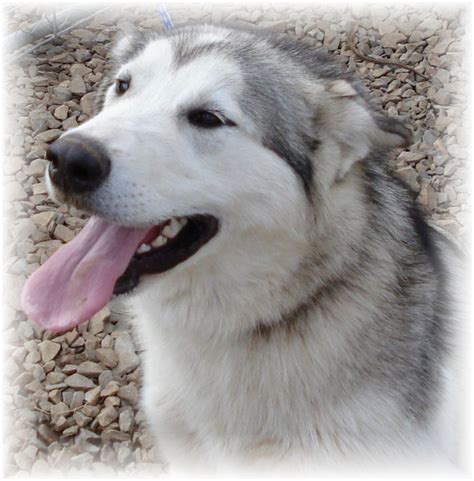 Taysia blue siberian husky rescue is based in omaha, nebraska with a foster and volunteer network that stretches to denver, lincoln, des moines, ia, kansas city, mo, northwest arkansas and beyond. alaskan malamute puppies for sale-alaskan malamute -texas-breeder