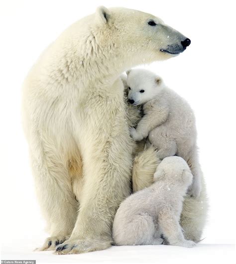 Adorable Photographs Show Twin Polar Bear Cubs Emerging