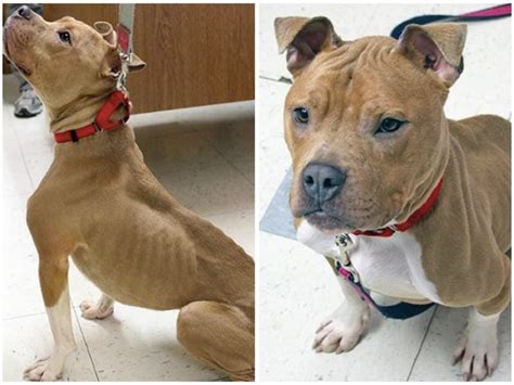 Emaciated definition, marked by emaciation. Emaciated Dog Rescued By Massachusetts Eversource Worker ...