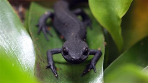 Amazing Facts About Newts Onekindplanet Animal Education And Facts