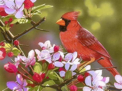 Cardinal With Apple Blossoms Love Four Seasons Animals Garden