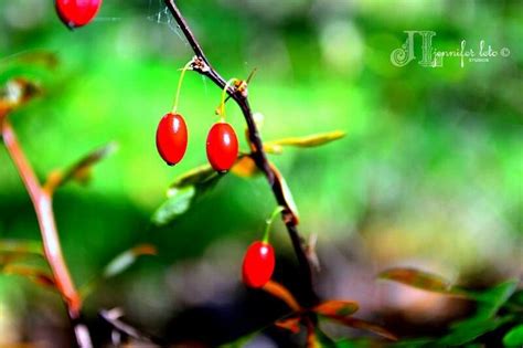 Red Berry Thorn Bush Berries Bush Fruit