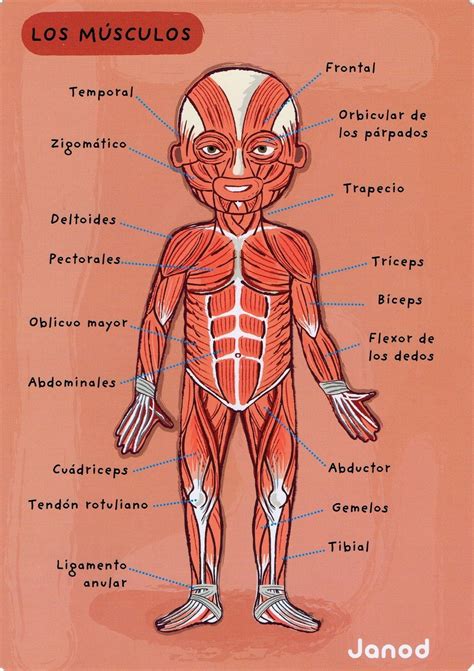 Pin De Yolotzin García En Manualidad Músculos Del Cuerpo Humano