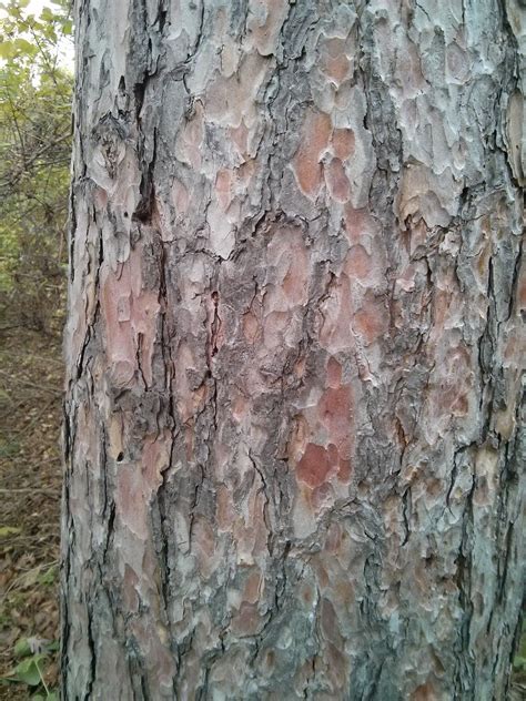 Red Pine Pinus Resinosa The Ufor Nursery And Lab