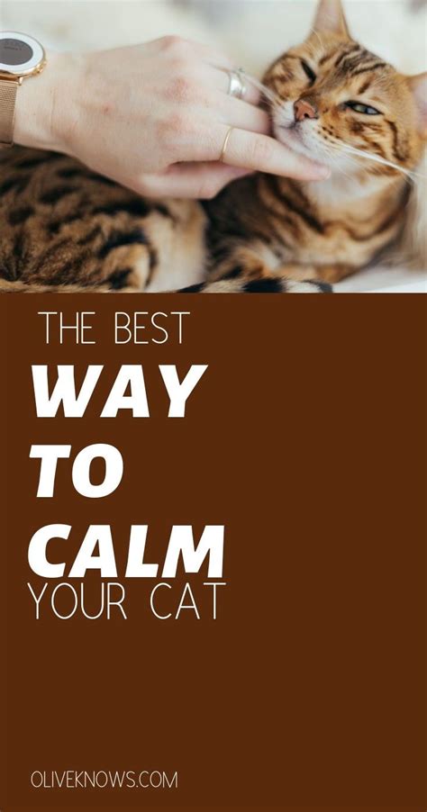 The Best Ways To Calm Your Cat Oliveknows Cat Training Cat