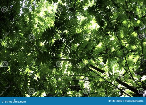 Leaf Canopy Stock Image Image Of Tree Branches Leaves 44941085