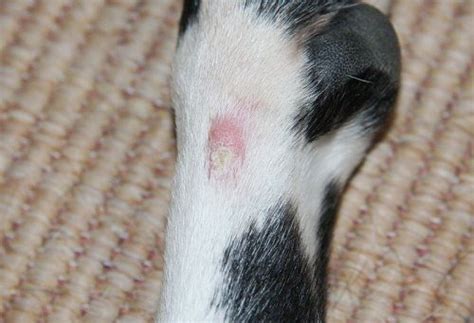 Fungal Dermatitis In Dogs