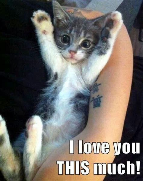 Kitty I Love You This Much Cats Pinterest