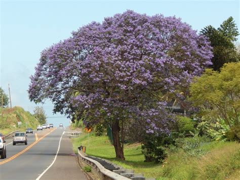 The climate of south florida can make it a difficult place to grow a beautiful flower garden, but these plants are hardy enough to withstand the heat and humidity. Jacaranda Mimosifolia Trees for Sale South Florida Miami ...
